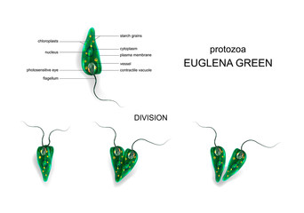 Green euglena. protozoa