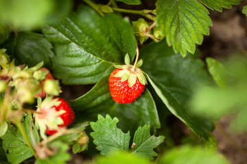 Ripe strawberries growing
