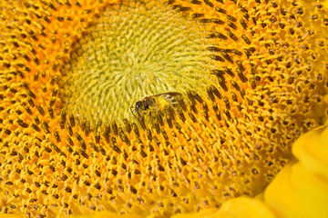 Sonnenblume, Helianthus, annuus, Hummel, Biene