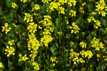 yellow and beautiful bells, close-up