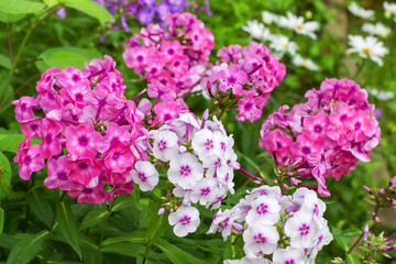 pink and white flowers close-up in the garden