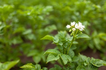 Potato growing in the field