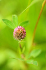 Pale pink bud of a wild flower on a beautiful blurry background grass