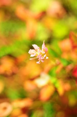 Small pink flower on a variegated grass background, top view, macro, blur effect