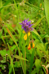 Purple plant with yellow flowers in the grass in the field, macro
