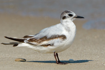 Seagull on the beach