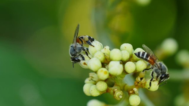Bee feeding on flower.