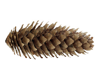 Fir cone isolated