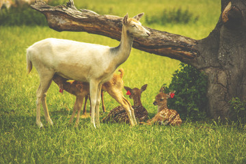 deer with grass background deer close-up deer wildlife 
