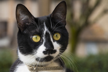 Chat Européen