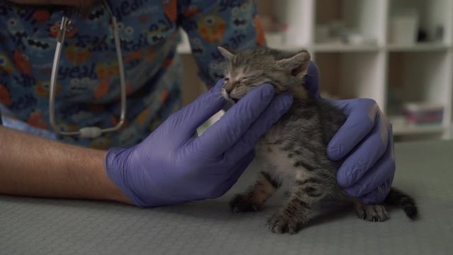 Veterinarian examines the mouth of a small kitten