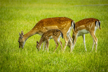 deer with grass background deer close-up deer wildlife 