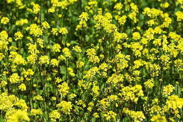yellow and beautiful bells, close-up