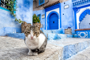 Chefchaouen ,Blue city of Morocco - 215829474
