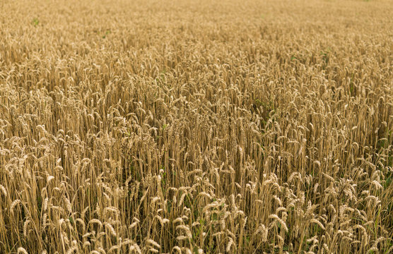 Golden ears of wheat on the field against cloudy sky. Agriculture. Growing of wheat. Ripening ears wheat. Agriculture. Natural product.