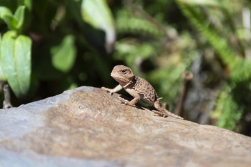 grumpy baby horned toad lizard