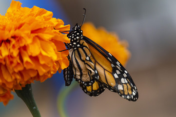 monarch butterfly