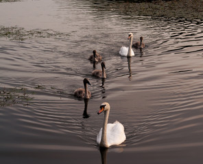 swan family swimming on lake