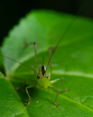 Closeup portrait of a green grasshopper on a leaf in Raleigh, North Carolina