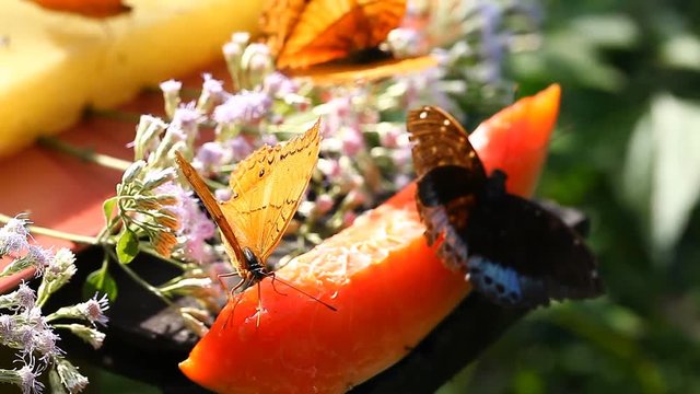Tropical butterflies feed on fruity nectar