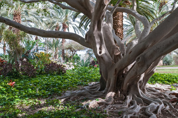 elephant tree