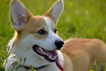 Puppy Corgi pembroke on a walk. Young energetic dog on a walk. Puppies education, cynology, intensive training of young dogs. Walking dogs in nature.