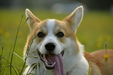 Puppy Corgi pembroke on a walk. Young energetic dog on a walk. Puppies education, cynology,...