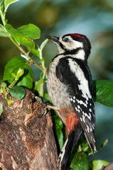 young woodpecker