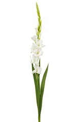 Fototapeta na wymiar White gladiolus flower