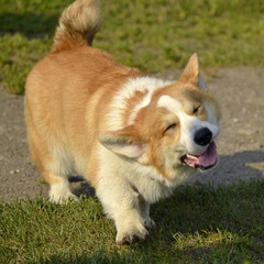 Puppy Corgi pembroke on a walk. Young energetic dog on a walk. Puppies education, cynology, intensive training of young dogs. Walking dogs in nature.
