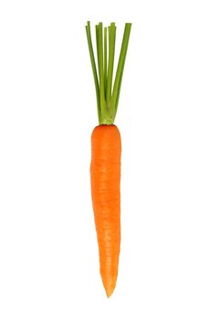 One Carrot on White Background