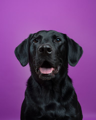 Funny Labrador Retriever dog smiling and begging for treats against a purple background
