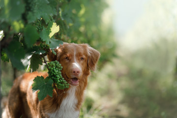 dog in a vineyard in nature. A pet in the summer, Nova Scotia Duck Tolling Retriever