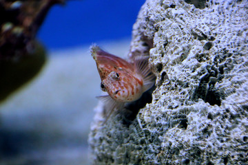 Something Fishy 01