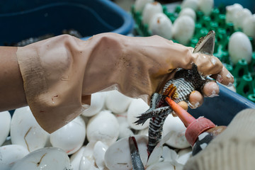 Worker drops Antiseptic Liquid Disinfectant on wound after cutting umbilical cord of a newborn baby crocodile