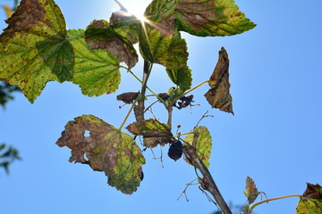 Schwarze ausgetrocknete Beeren mit braunen Blättern am Zweig vor blauem Himmel mit Sonne 
