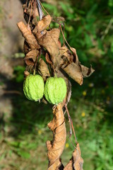 Zwei ausgetrocknete Äpfel mit trockenen braunen Blättern 