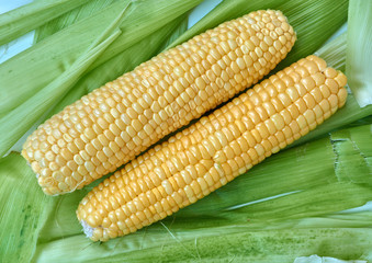 Ears of corn lying on the background of corn leaves