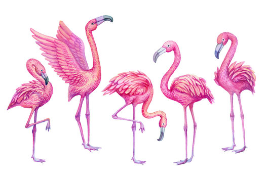 Flamingo watercolor tropical set. Exotic paradise birds illustration.