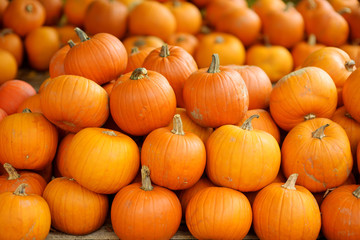 Decorative orange pumpkins on display at the farmers market in Germany. Orange ornamental pumpkins in sunlight