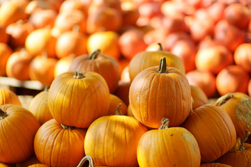Decorative orange pumpkins on display at the farmers market in Germany. Orange ornamental pumpkins in sunlight