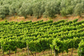 green vineyard and olive trees in tuscany, italy.