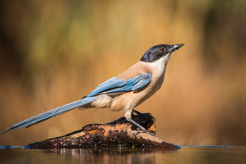 Azure-Winged Magpie