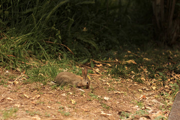 Rabbit in the Woods