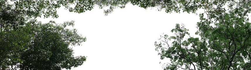 Isolated tree on white background with empty space.