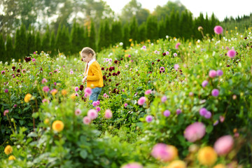 Cute little girl playing in blossoming dahlia field. Child picking fresh flowers in dahlia meadow...