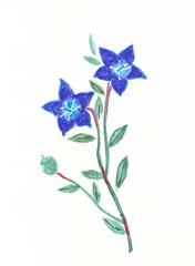 Drawing with watercolors: two blue flowers Campanula.