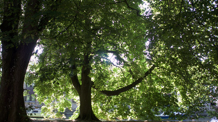 Beautiful dappled sun light through green leaves on a summer evening 