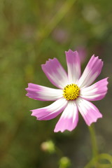 Obraz premium 秋桜（Cosmos）