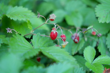 red ripe berries, strawberry